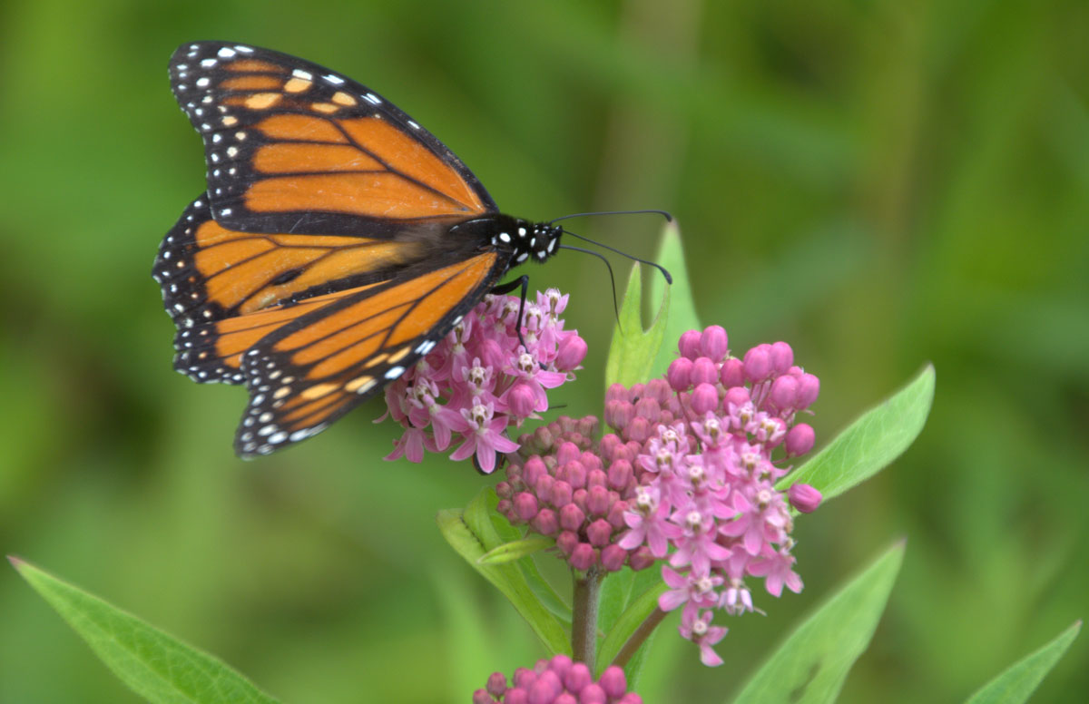 Plant milkweed to attract monarch butterflies - Positively Naperville
