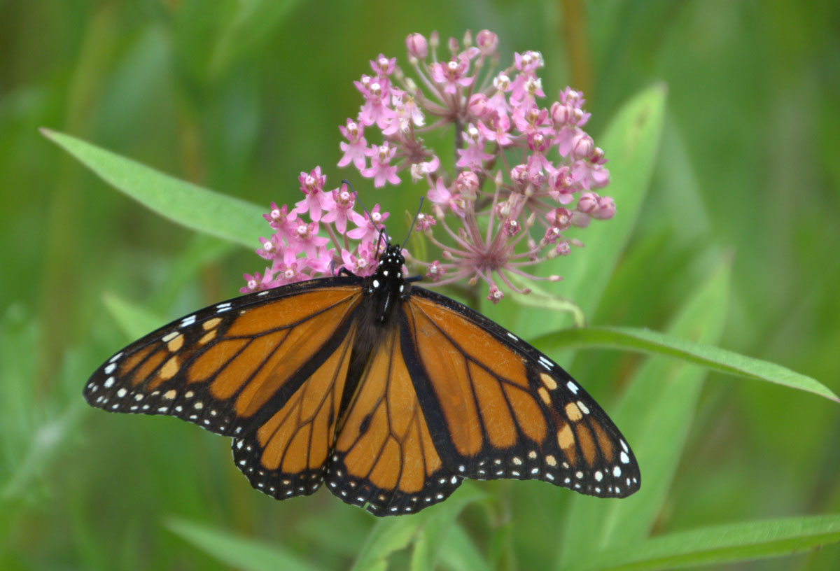 Milkweed plants in bloom attract monarch butterflies to May Watts Park ...