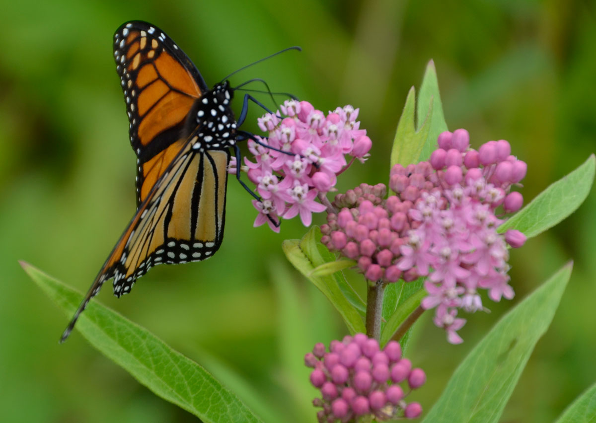 Milkweed plants in bloom attract monarch butterflies to May Watts Park ...